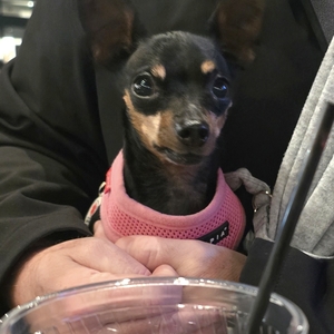 Fundraising Page: Lola - Alinka Perkins